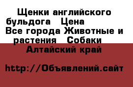 Щенки английского бульдога › Цена ­ 40 000 - Все города Животные и растения » Собаки   . Алтайский край